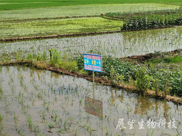 優(yōu)質(zhì)稻生產(chǎn)基地